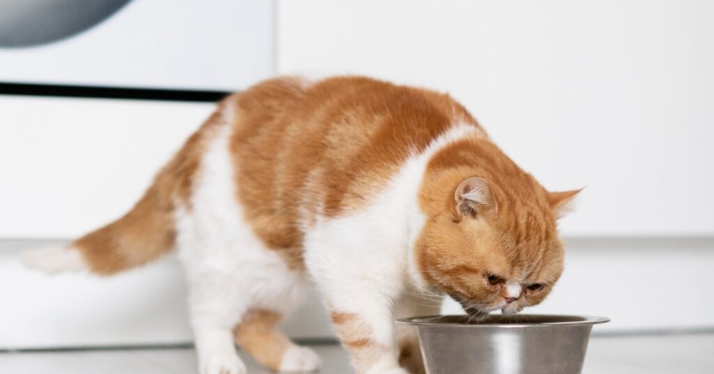A serene cat eating from a clean bowl, implying comfort and digestive health.jpeg