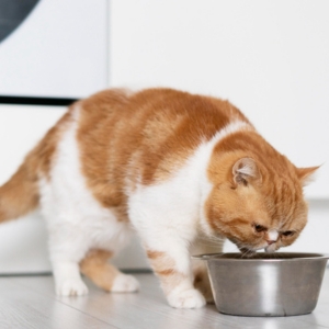 Why Is My Cat Throwing Up Undigested Food Hours After Eating?