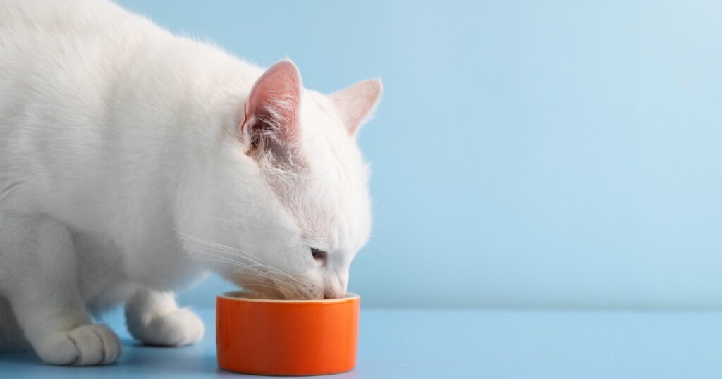 Happy cat eating hypoallergenic food