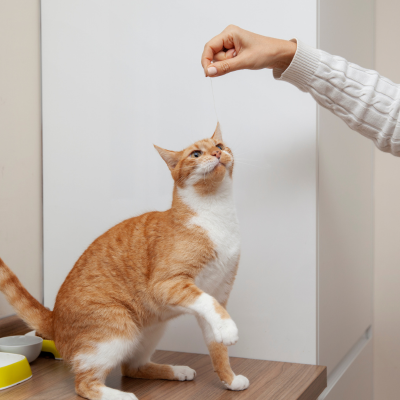 cat playing with a women.png