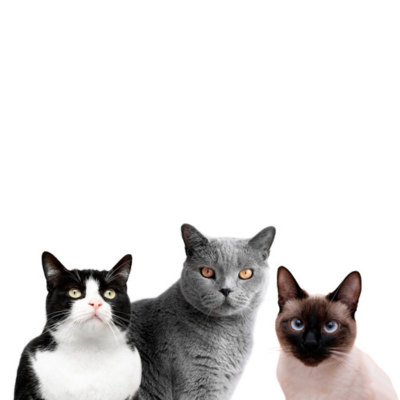 Cat Breed.png