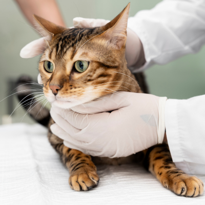 doctor checking cat health.png