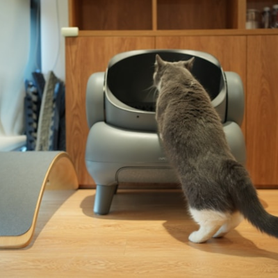 cat checking her litter.png
