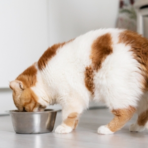 Best Wet Cat Food for Gastrointestinal Problems 