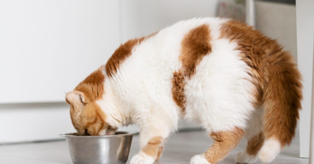 Cat eating wet food from a bowl.jpeg