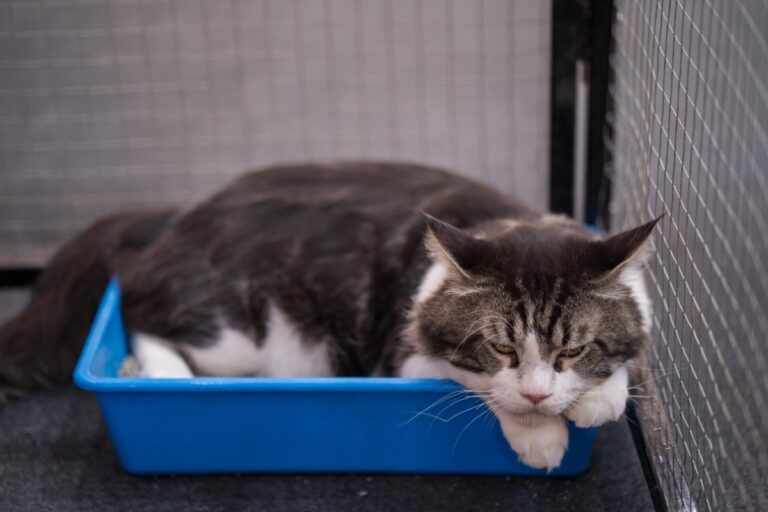Cat straining to urinate in litter box.jpg