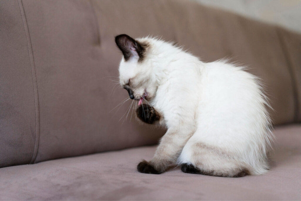 Cat shedding fur while sitting on a couch.jpg
