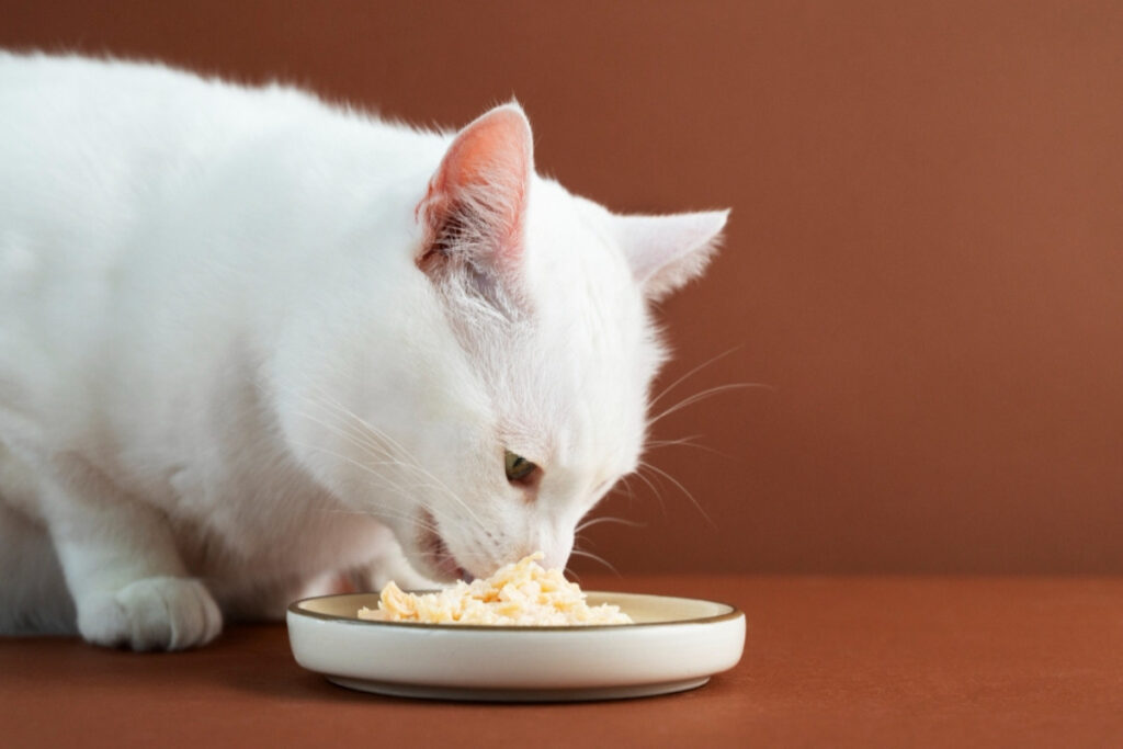 Happy cat eating food.jpg