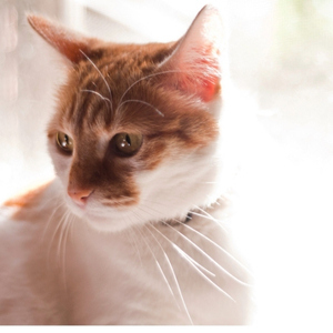 Best Skin and Coat Supplement for Cats in 2025
