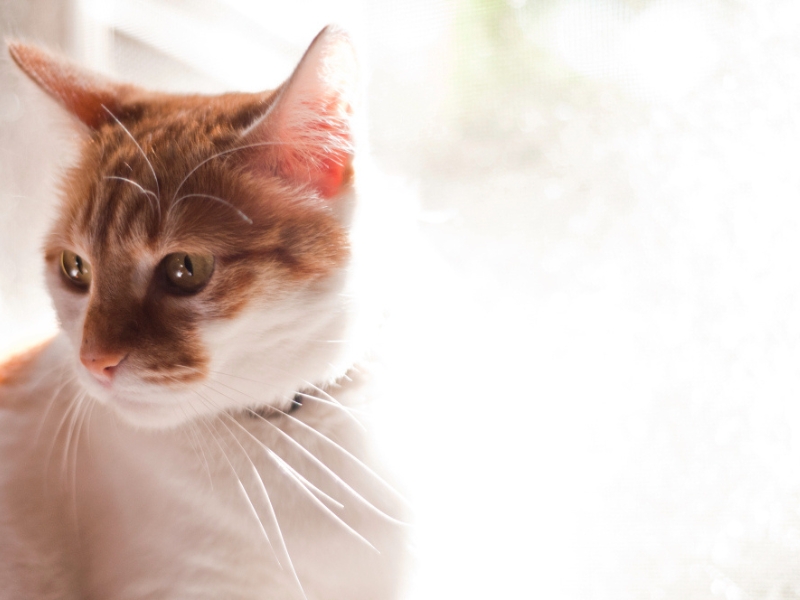 Healthy cat with shiny, smooth coat indicating good nutrition and care.jpg