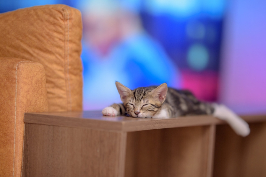 Lethargic cat curled up in a cozy spot.jpeg