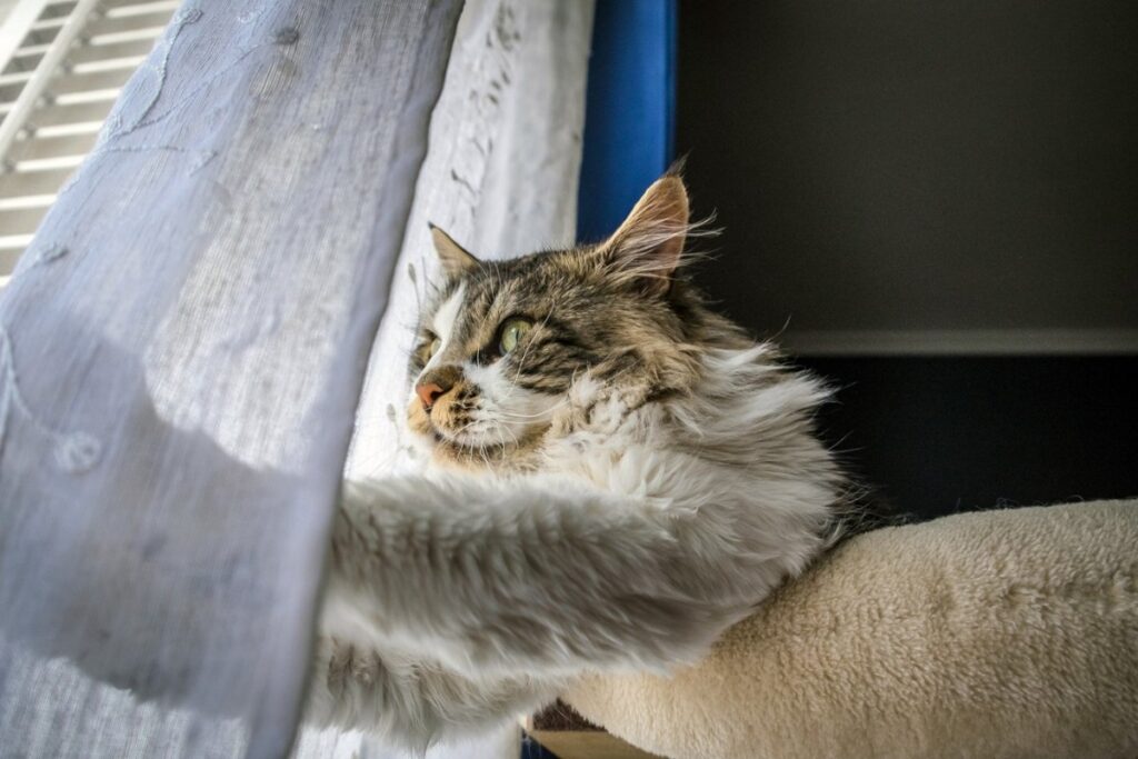 Long-haired cat leaving clumps of fur on couch.jpeg