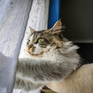 Best Cat Food to Help With Shedding (2025 Guide)