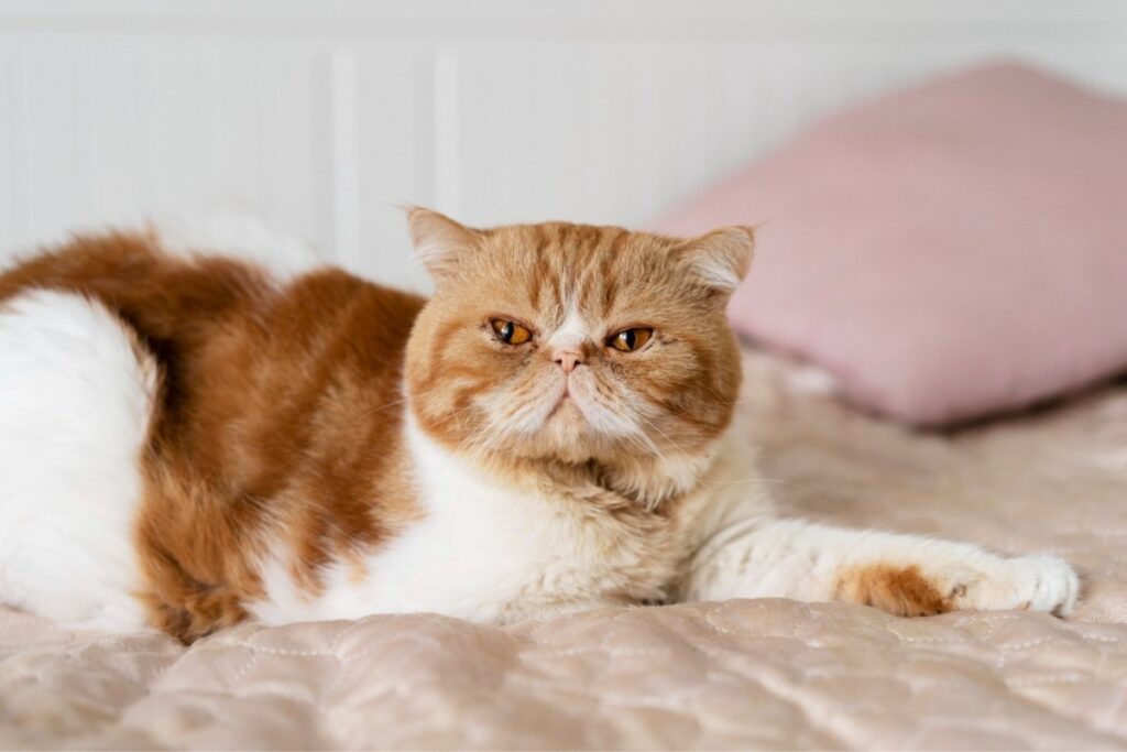 Senior tabby cat resting comfortably.jpg