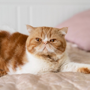Best Joint Supplements for Cats | Vet-Approved Guide 2025