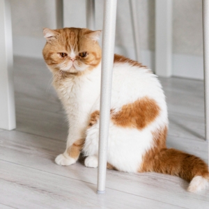 Why Is My Cat Losing Weight Suddenly? 10 Common Causes and What You Should Do