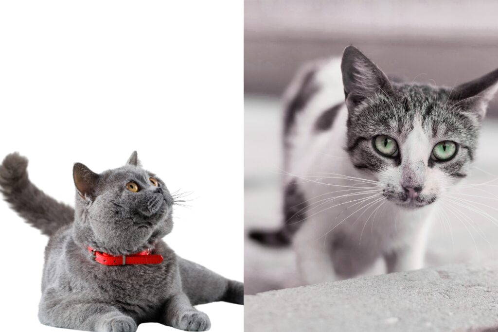 Healthy cat beside thin senior cat on hardwood floor