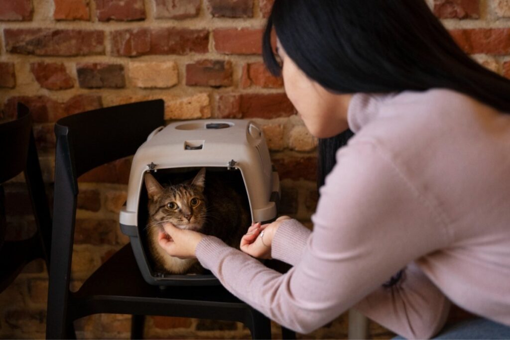 Tabby cat in litter box showing signs of constipation.jpg
