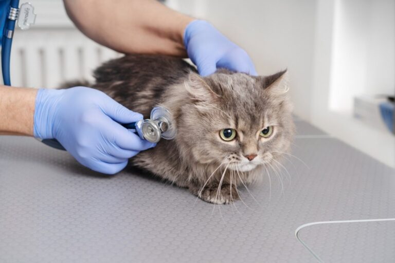 Vet examining a cat’s coat.jpg