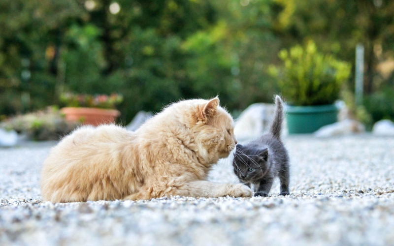 Young kitten next to senior cat