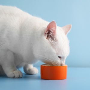 Best Hypoallergenic Cat Food for Skin Allergies: Top Picks & Expert Tips