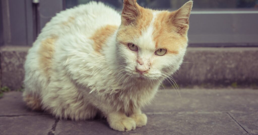 Cat with red skin from food allergy