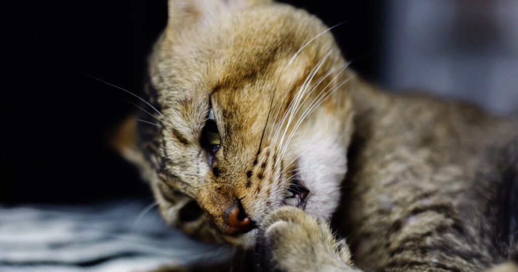 Cat scratching due to skin allergies