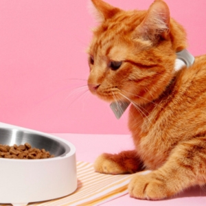 Ultimate Cat Food Guide: Types, Ingredients, and Expert Tips for Every Cat Parent