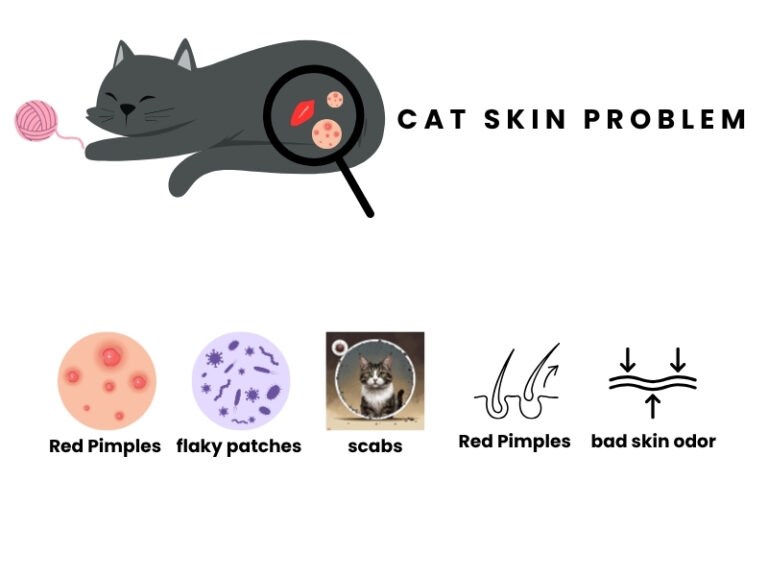 picture showing common causes of skin and coat issues in cats.