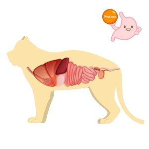 Best Probiotics for Cats with Chronic Diarrhea