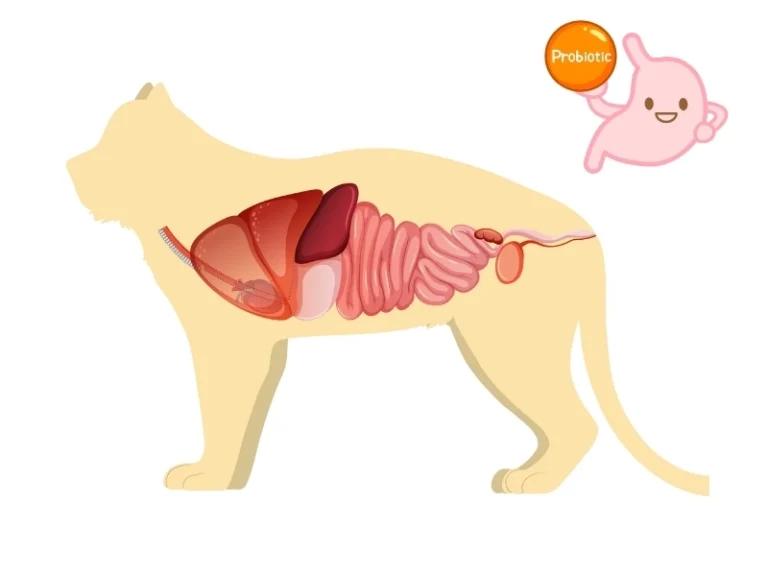 Beneficial probiotics improving cat gut health